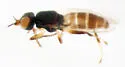 Eribolus longulus - photo 5