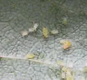 Ericaphis gentneri