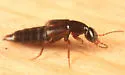 Erichsonius brachycephalus
