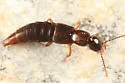 Erichsonius brachycephalus - photo 2