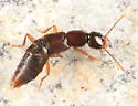 Erichsonius brachycephalus - photo 3