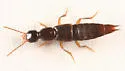 Erichsonius brachycephalus - photo 4