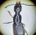 Erichsonius nanus - photo 2