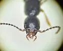 Erichsonius nanus - photo 5