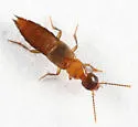 Erichsonius patella - photo 4