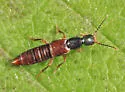 Erichsonius rosellus - Erichsonius rosellus