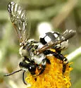 Ericrocis lata