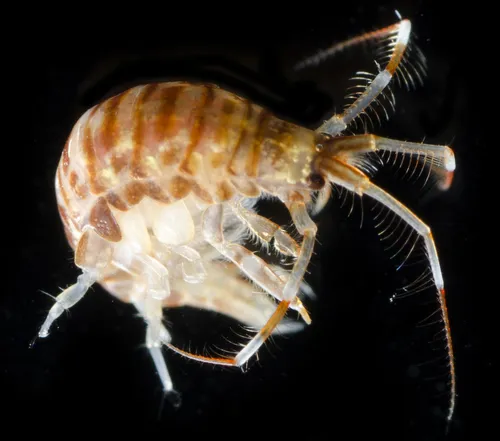 Tube-dwelling Sea Flea - photo 4
