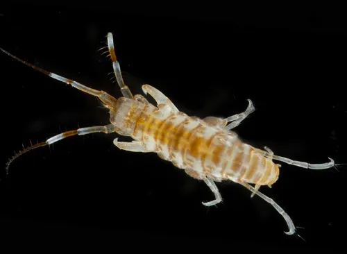 Tube-dwelling Sea Flea - photo 5