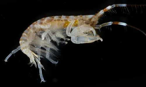 Tube-dwelling Sea Flea - photo 6