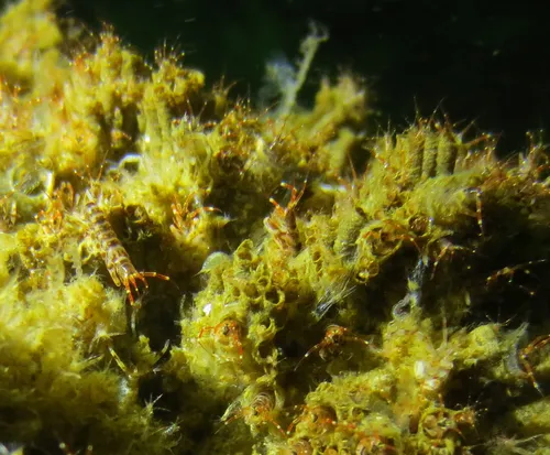 Tube-dwelling Sea Flea - photo 7