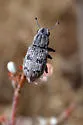 Ericydeus lautus