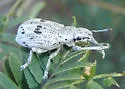 Ericydeus lautus - photo 2