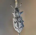 Ericydeus lautus - photo 3