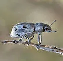 Ericydeus lautus - photo 4