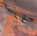 Eridantes erigonoides