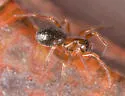 Eridantes erigonoides - photo 2