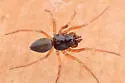 Erigone aletris