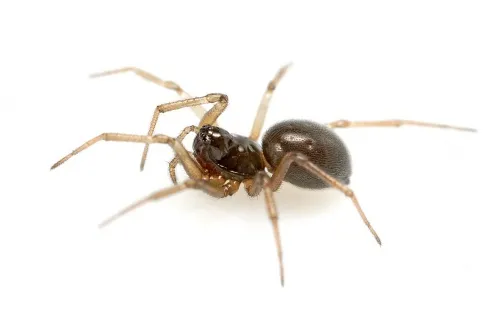 Erigone atra