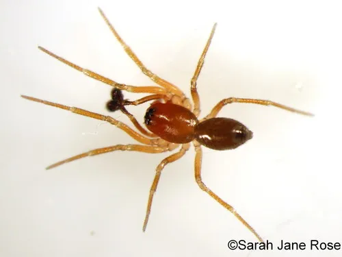 Autumn Money Spider - photo 2