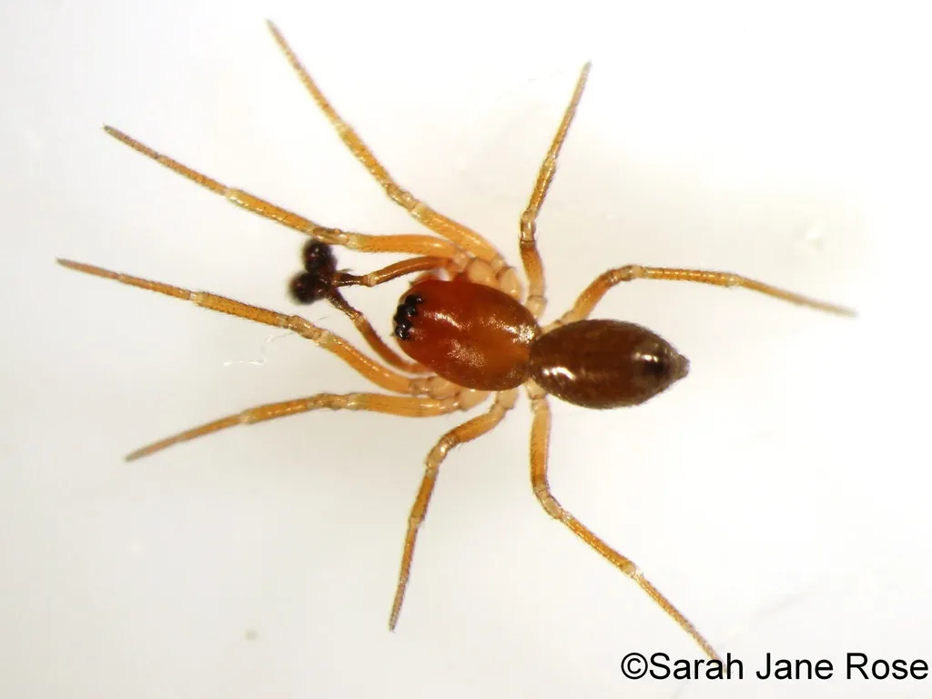Autumn Money Spider - photo 4