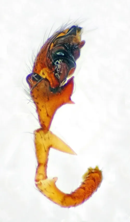 Erigone dentipalpis - photo 4