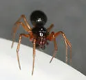 Erigone dentosa