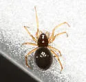 Erigone dentosa - photo 2