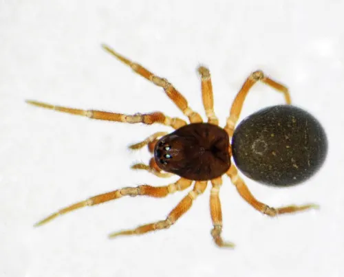 Erigonella hiemalis