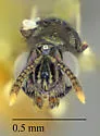 Erimerus burgeri - photo 2
