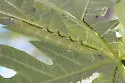 Alope Sphinx - Hodges#7832