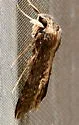 Alope Sphinx - Hodges#7832 - photo 5