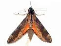 Cramer's Sphinx Moth - Hodges#7836