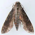 Cramer's Sphinx Moth - Hodges#7836 - photo 2