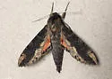 Cramer's Sphinx Moth - Hodges#7836 - photo 3