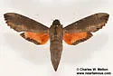 Cramer's Sphinx Moth - Hodges#7836 - photo 4
