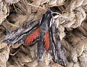 Cramer's Sphinx Moth - Hodges#7836 - photo 5