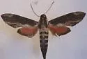 Lassaux's Sphinx - Hodges#7833