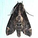 Lassaux's Sphinx - Hodges#7833 - photo 4