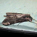 Lassaux's Sphinx - Hodges#7833 - photo 5
