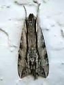 Obscure Sphinx - Hodges#7837 - photo 3