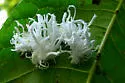 Woolly Butternut Sawfly