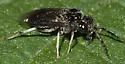 Woolly Butternut Sawfly - photo 3