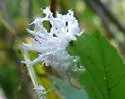 Woolly Butternut Sawfly - photo 4