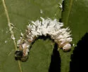 Woolly Butternut Sawfly - photo 5