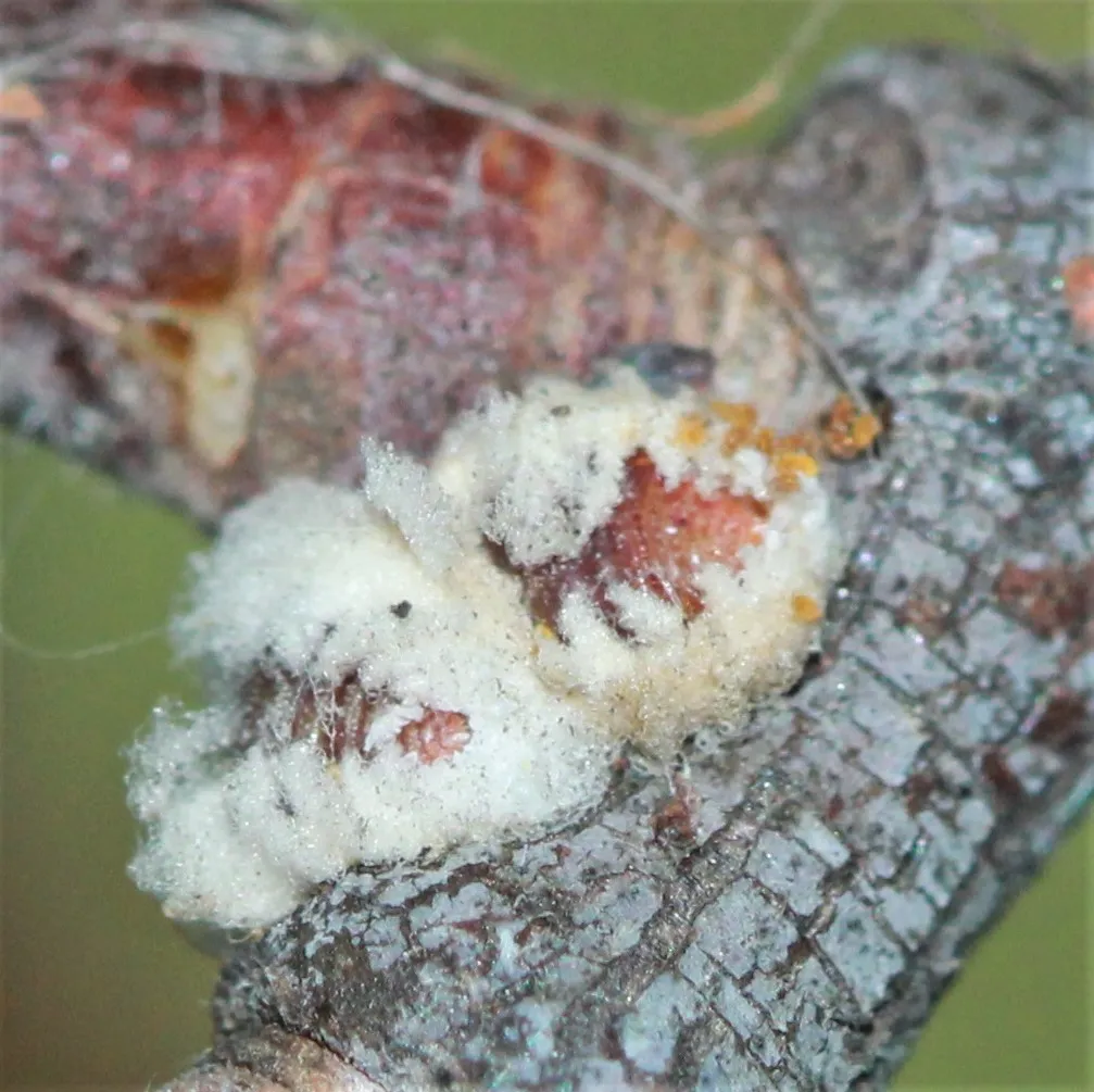 Felt Scales - photo 3