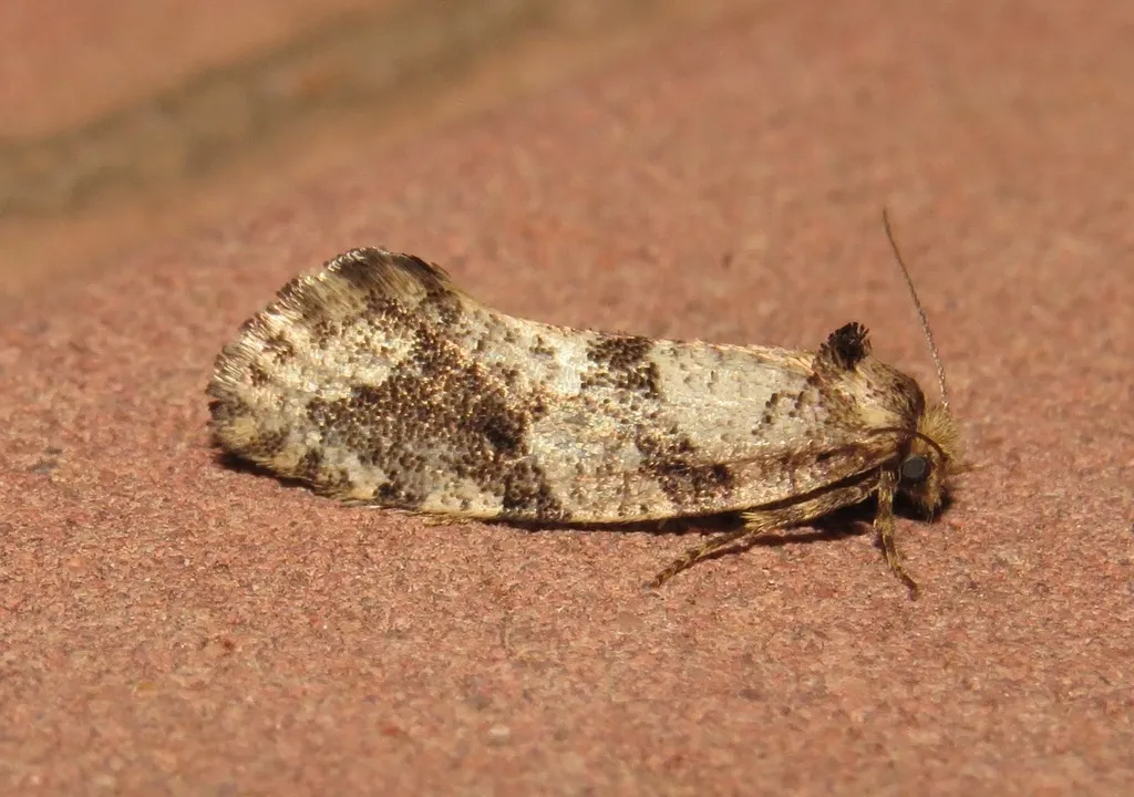 Old World Spiny-winged Moths - photo 2