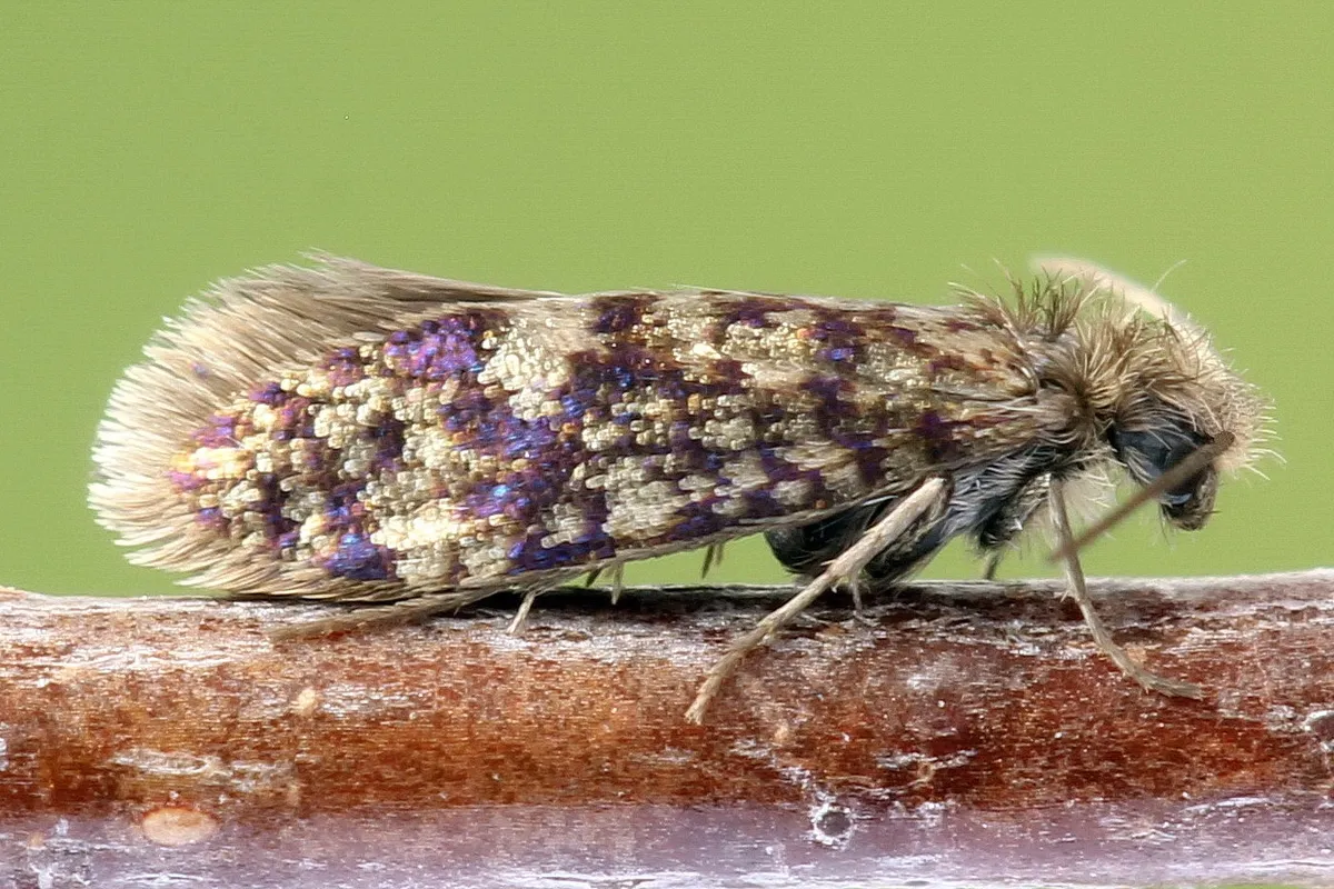 Eriocrania cicatricella - photo 3