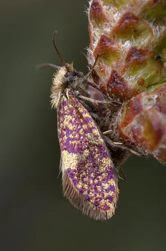 Eriocrania salopiella