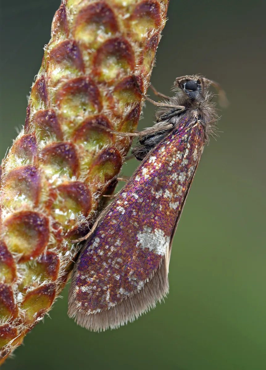 Eriocrania sangii - photo 3